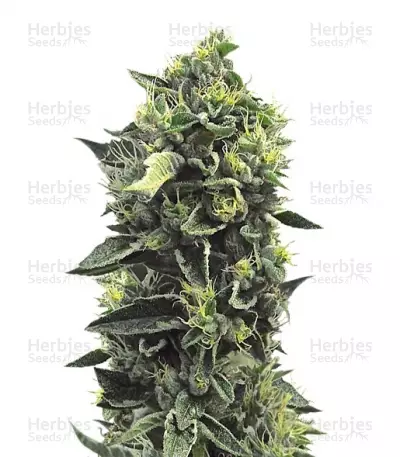 Buy OG Kush feminized seeds