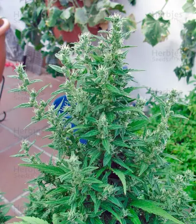 Speed Devil Seeds