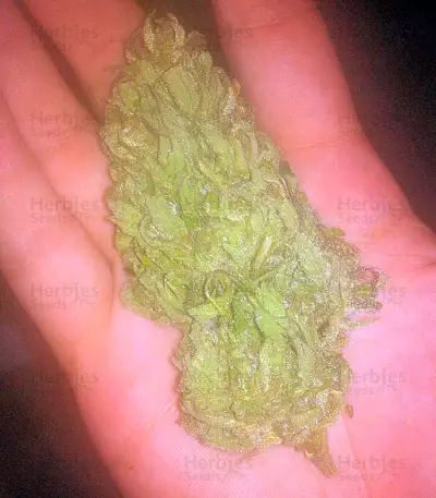 Colombian Gold feminizada (World of Seeds)