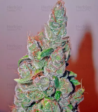 Smile feminized seeds