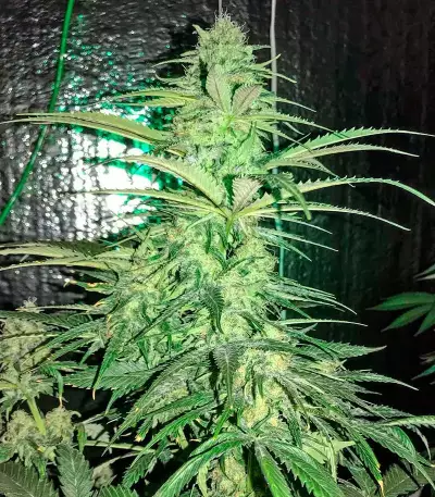 Strawberry Cake Seeds