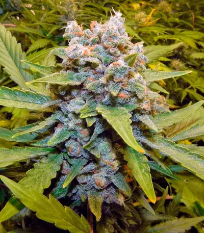 Think Big Auto feminized seeds