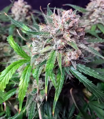 Sementes feminizadas Auto Cinderela Jack