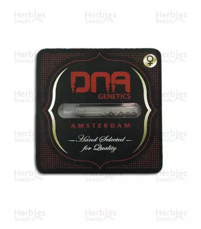 Chocolope (DNA Genetics)