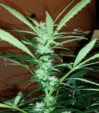 Critical Impact Seeds