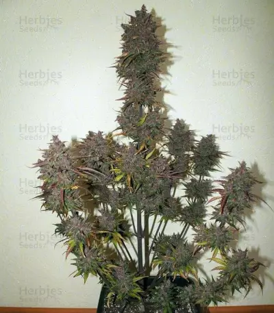Fastberry Auto (Fast Buds)