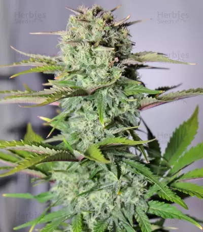 G14 Auto Seeds