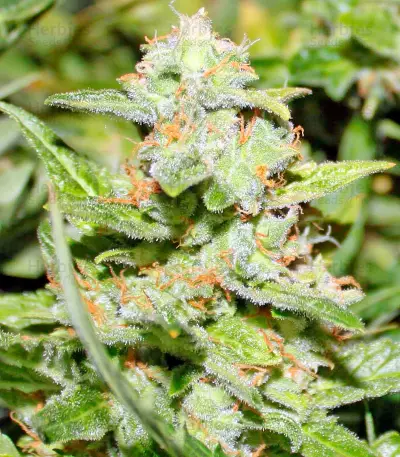 Graines de cannabis Gnomo Auto (Kannabia Seeds)