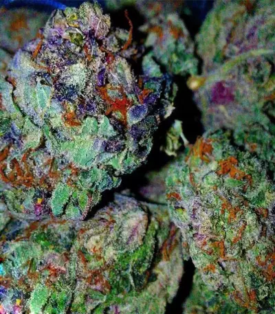 Graines de cannabis Grand Master Kush regular (Sumo Seeds)