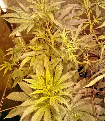 Karamelo (Kreamy Karamel) Seeds