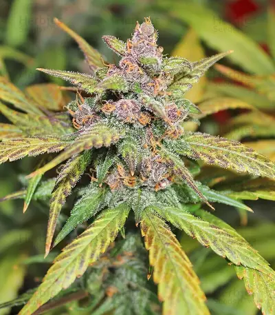 Graines féminisées de LSD-25 Auto (Fast Buds)
