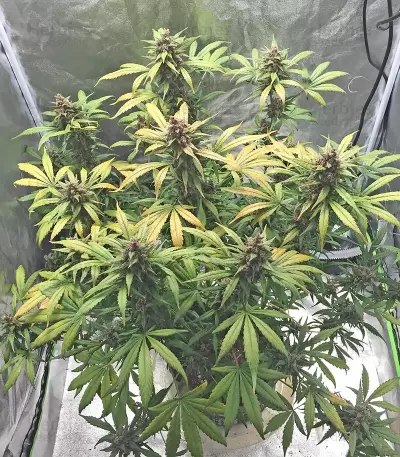 Graines féminisées de LSD-25 Auto (Fast Buds)