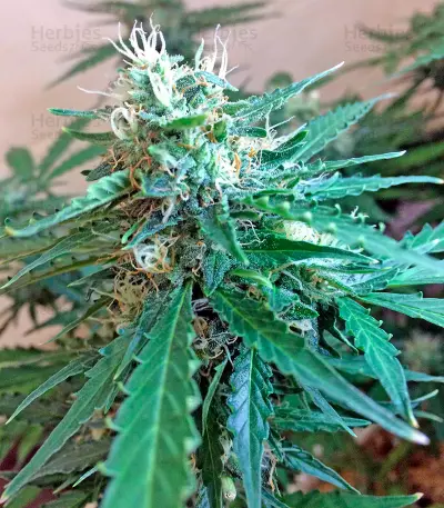 Graines de cannabis Northern Light X Skunk (World of Seeds)