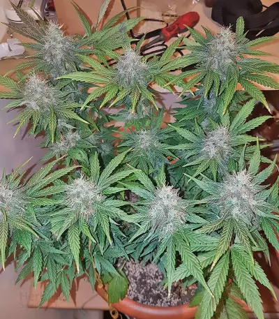 Peyote Cookies strain