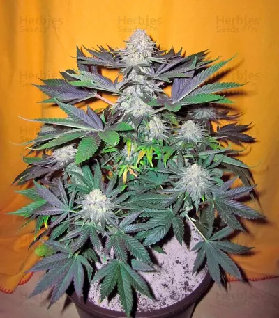 Semi femminizzati Pamir Gold