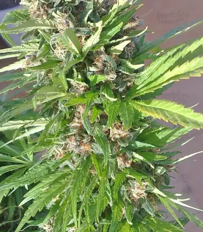 Semi femminizzati di Red Purps
