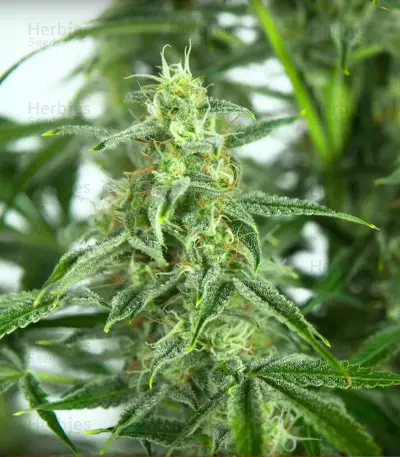 Sour Diesel Autoflowering Seeds