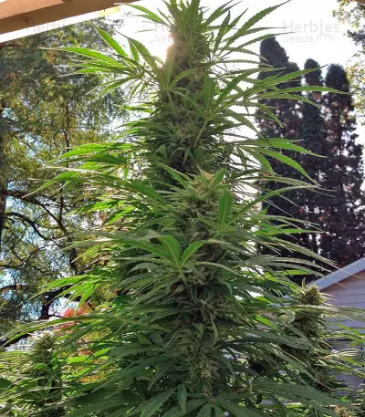 Strawberry Blue Seeds