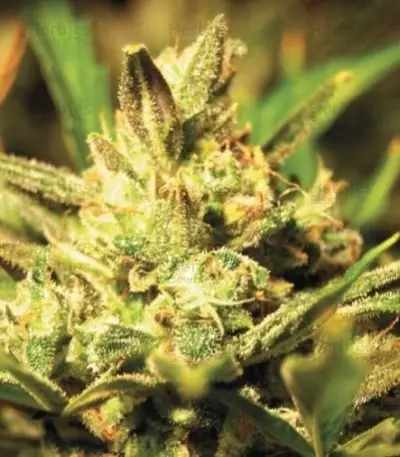 Graines de cannabis Super Critical Auto (GHS)