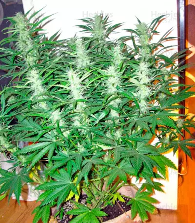 Sweet Coffee Ryder Auto (World of Seeds)