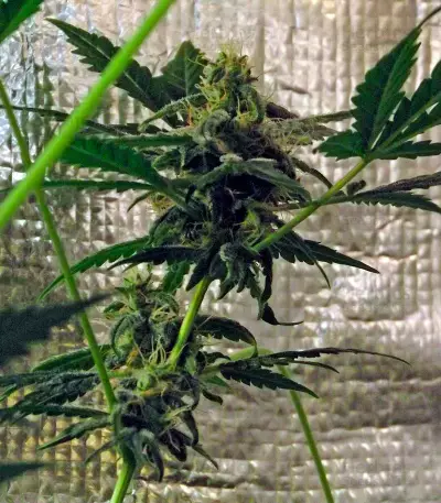 White Domina Max Auto feminized seeds