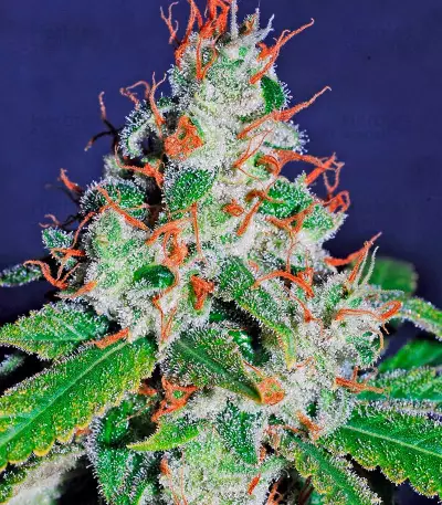 White Lemon (Strain Hunters)