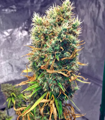 White Strawberry Skunk feminized seeds