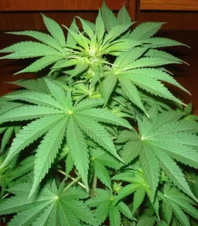Jack La Mota Seeds
