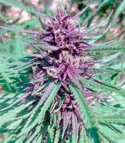 Purple #1 Seeds