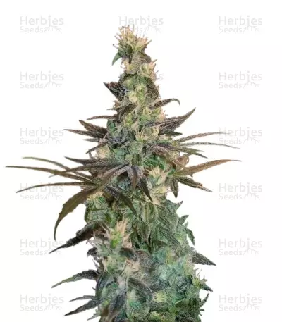 Graines de cannabis A-Train (T.H. Seeds)