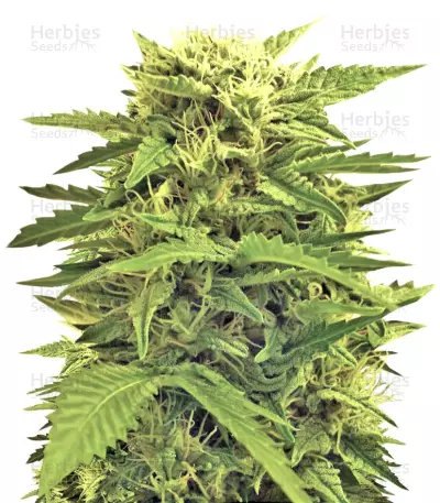 Graines de cannabis Auto Super Hash (Pyramid Seeds)