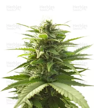 Graines de cannabis Mr. Bubble regular (T.H. Seeds)