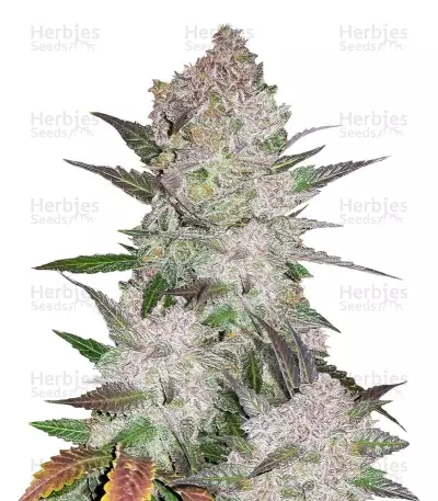 Buy Cream Cookies auto feminized seeds
