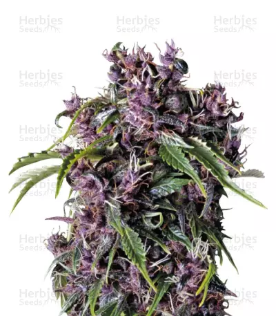 Graines de cannabis Purple (Pyramid Seeds)