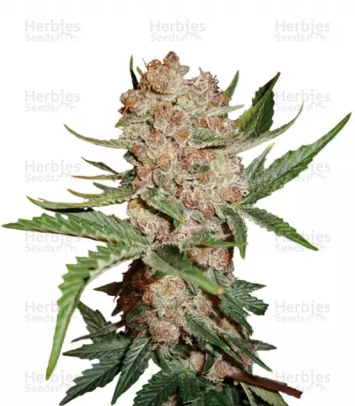 Buy Bubblelicious Automatic feminized seeds