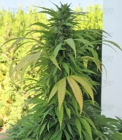 Graines de cannabis Buddha Kraken (Buddha Seeds)
