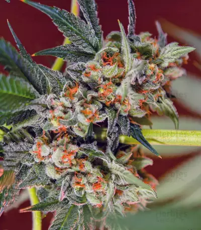 Graines de cannabis San Fernando Lemon Kush (Sweet Seeds)