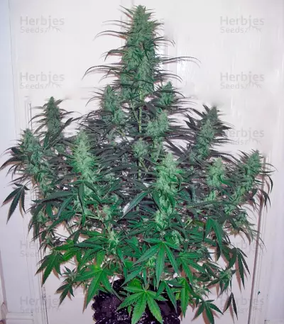 Auto Durban Poison Seeds