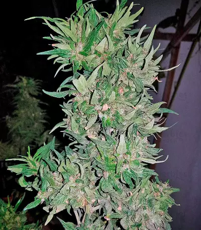 Graines de cannabis Blue Cheese (Dinafem Seeds)