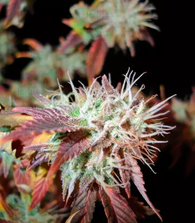Bubba Kush 2.0 Seeds