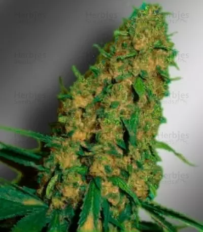 Love Peace (Cheese) Seeds