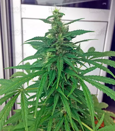 Critical + Autoflowering feminized seeds by