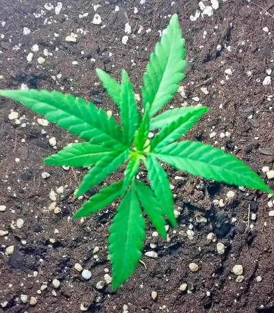 Critical + Seeds