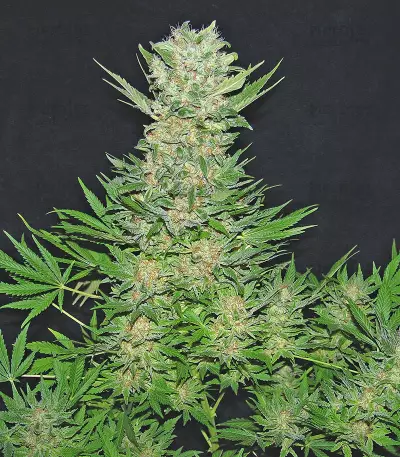 Double Dutch feminized seeds