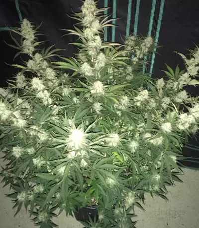 Graines de cannabis Fast & Vast Auto (Heavyweight Seeds)