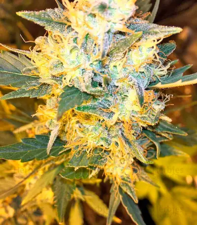 Goldmine Seeds
