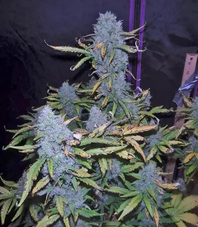 Green Crack Auto Seeds