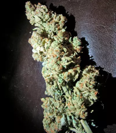 Ginger Punch Auto feminized seeds