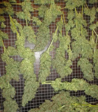 Jack Herer feminized seeds (Vision Seeds)