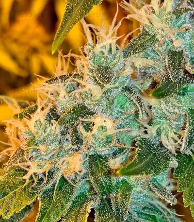 Lemon Kush Headband feminized seeds
